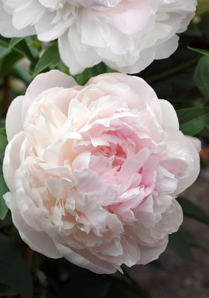 Bujor Paeonia lactiflora Shirley Temple