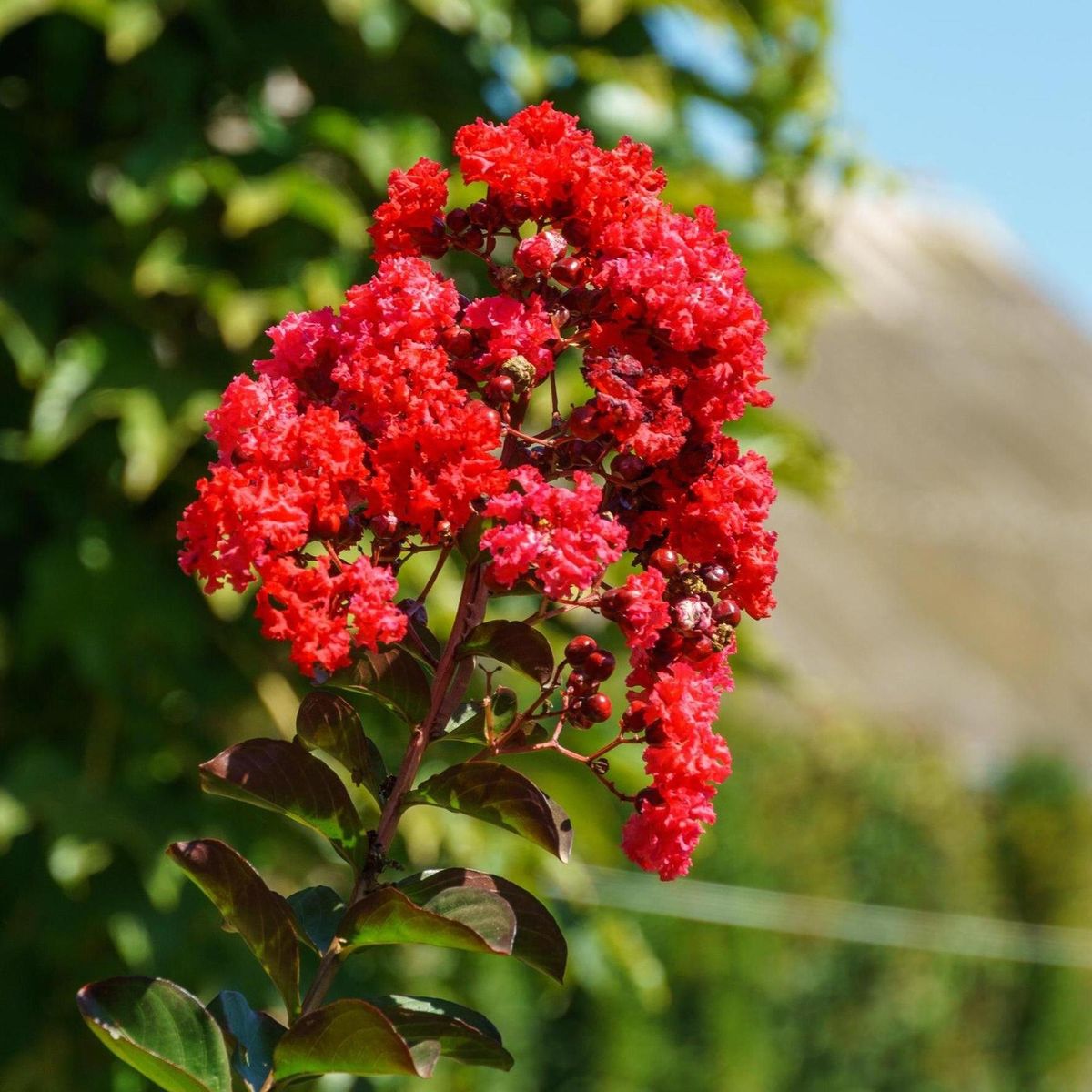 Liliac Black Diamond Red Hot