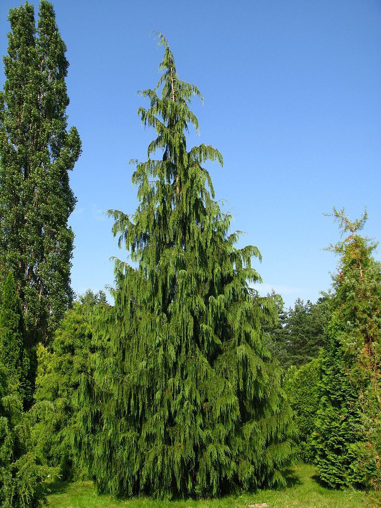 Chiparos leylandii pendular