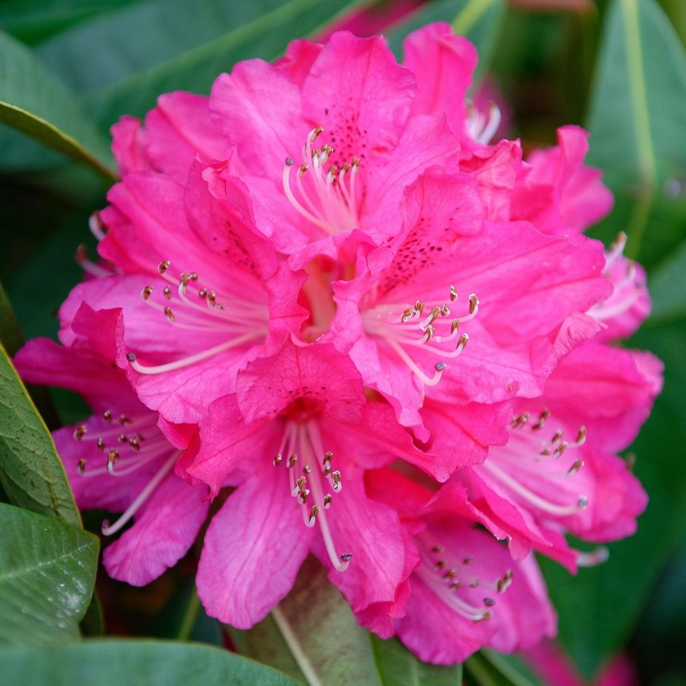 Rododendron Germania