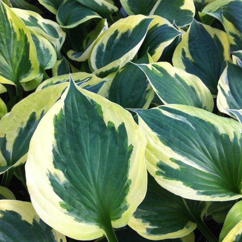 Hosta Anne - imagine 2