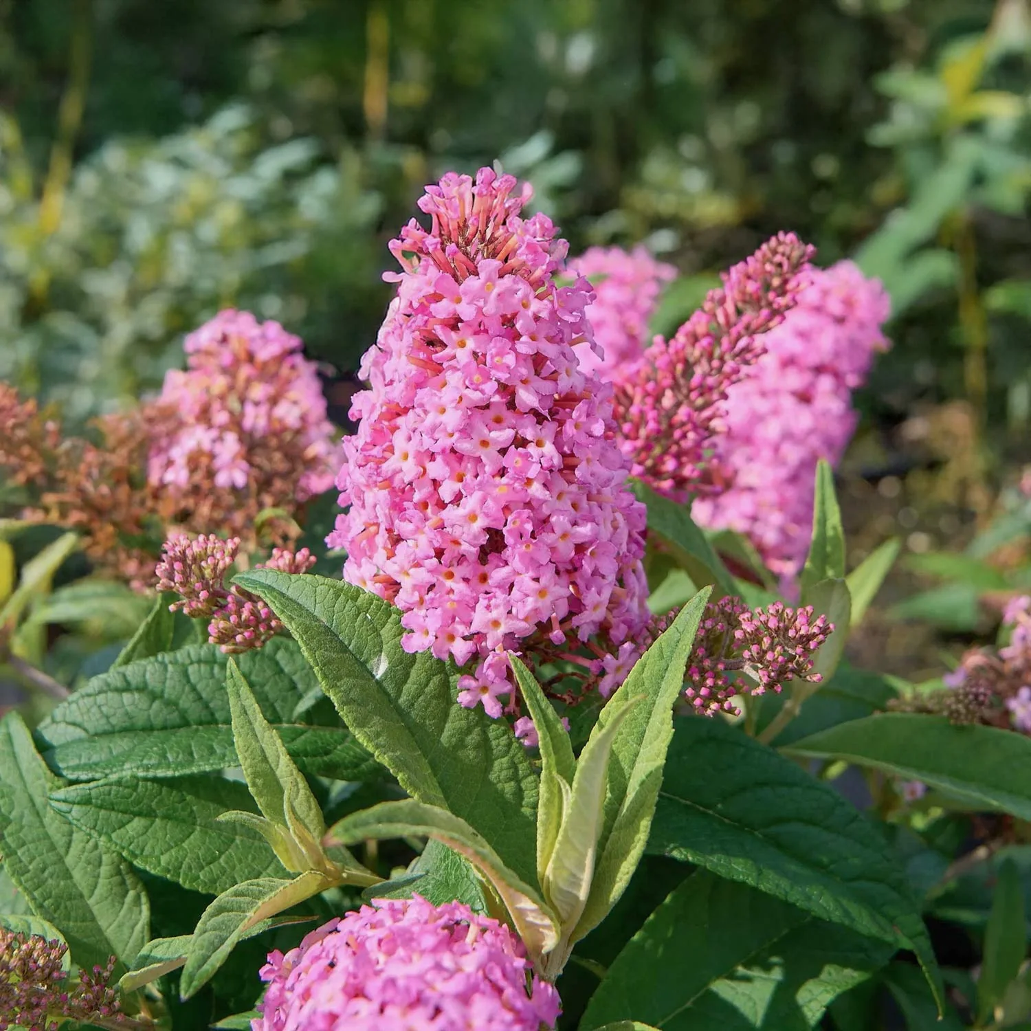 Liliac de vară roz