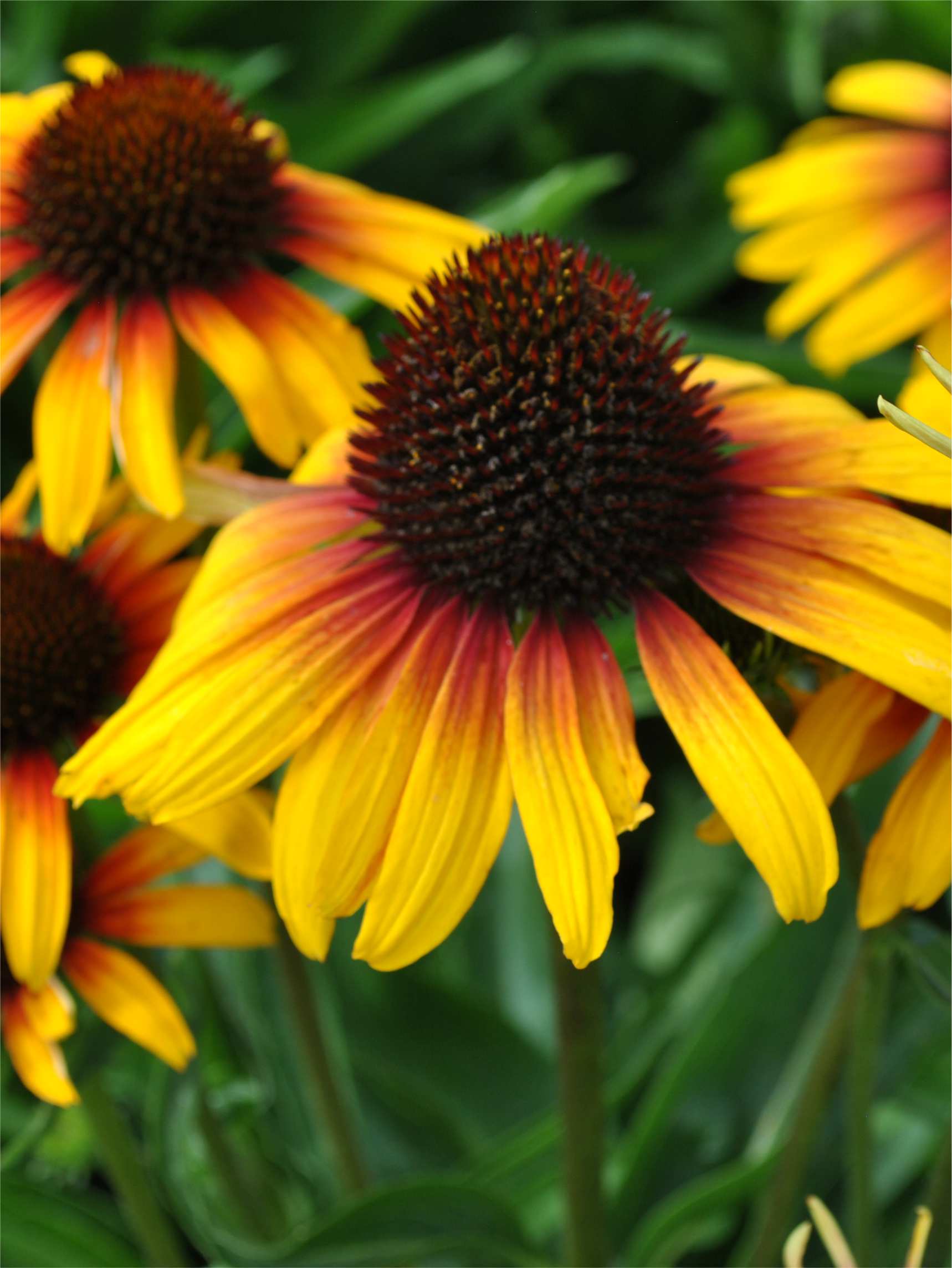 Echinacea Parrot - imagine 3