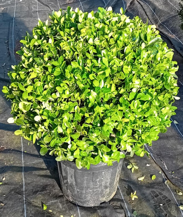 Euonymus Benkomasaki Glob