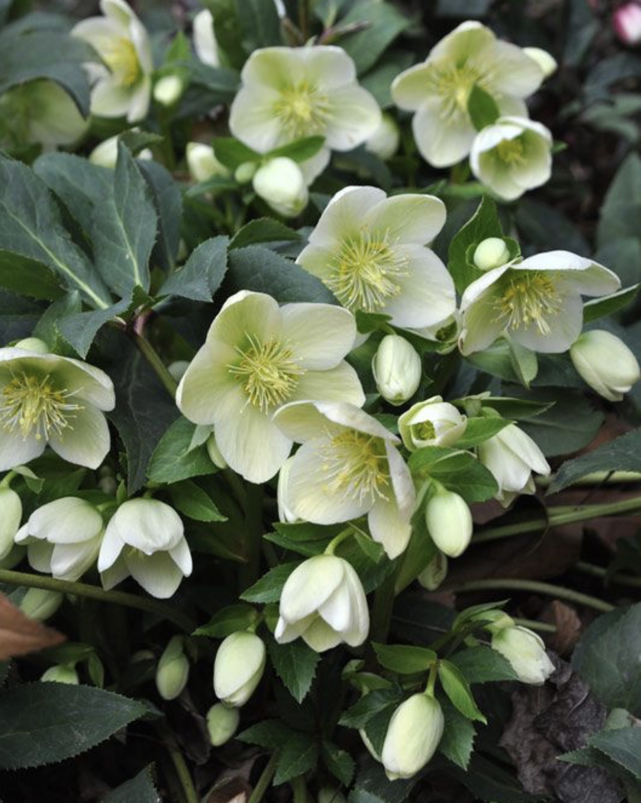 Trandafirul Crăciunului - imagine 4