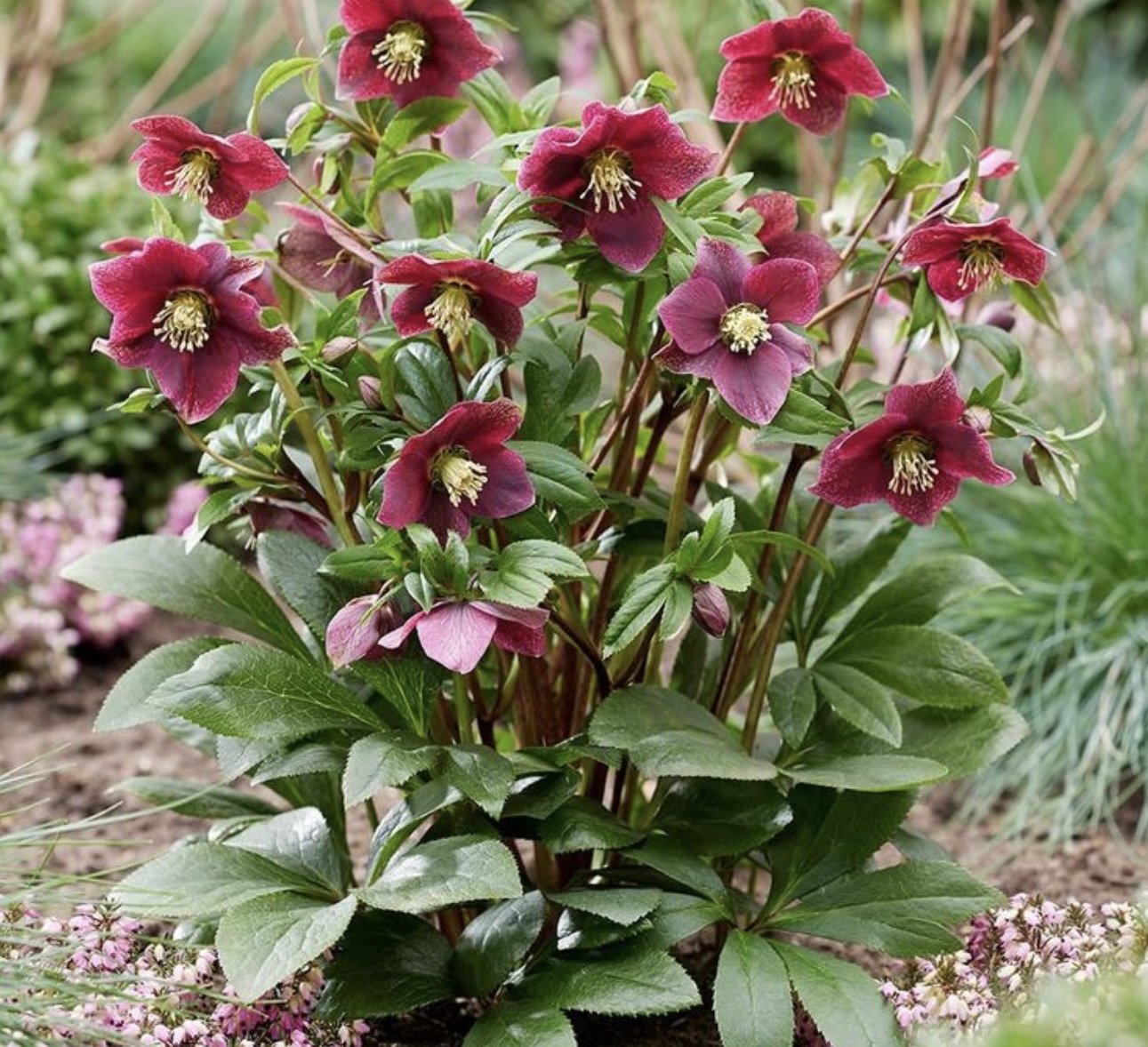 Trandafirul Crăciunului - imagine 3