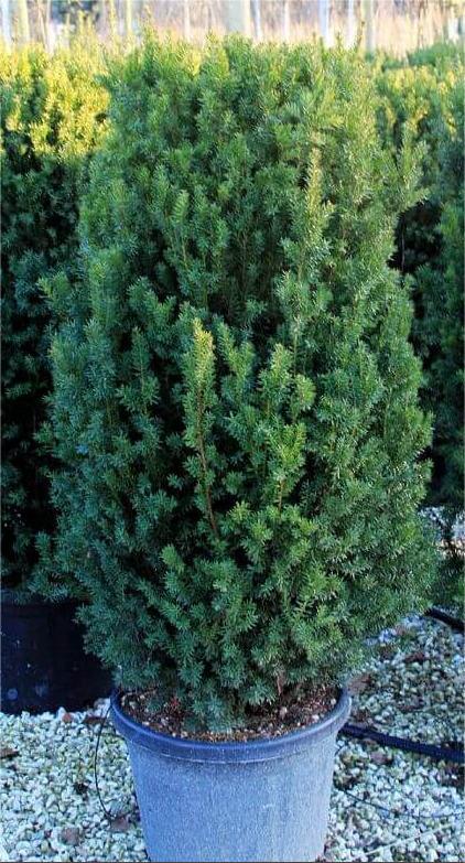 Taxus Media Hilii caseta