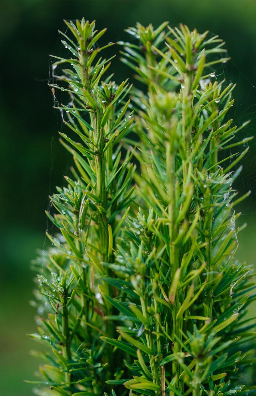 Taxus Fastigiata Robusta