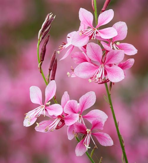 Floarea Albinei Roz - imagine 2