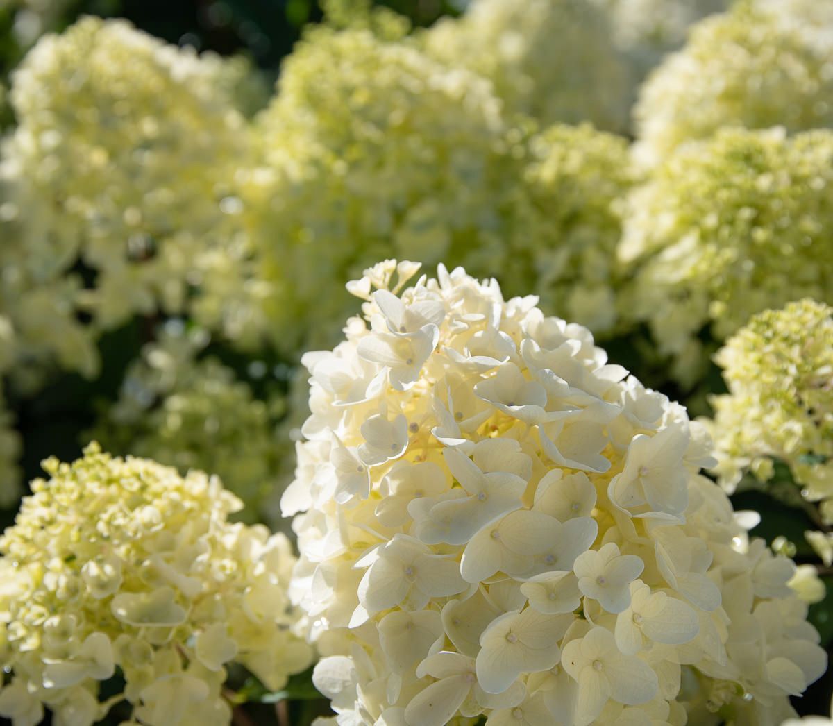Hortensia Silver Dollar
