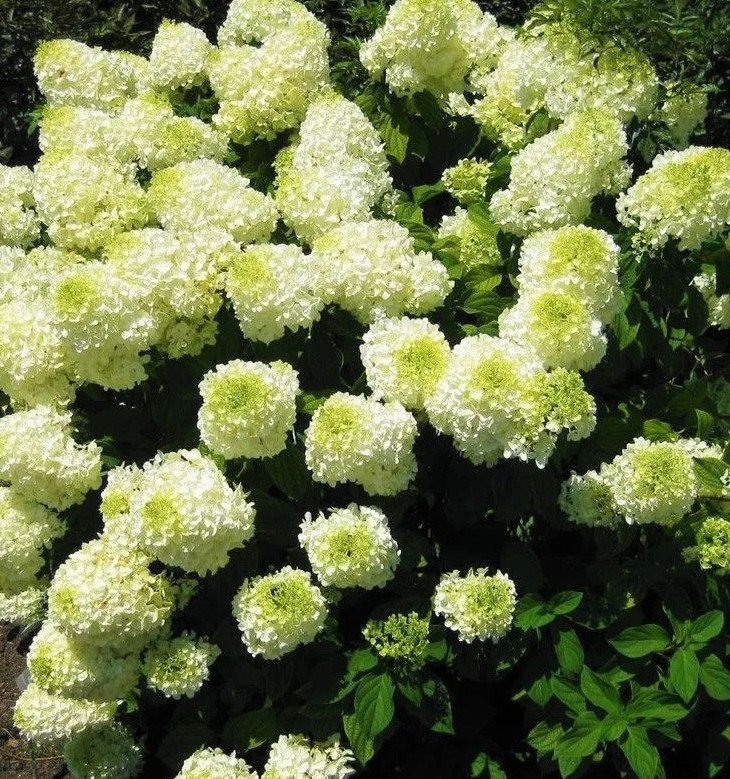 Hortensia Silver Dollar - imagine 3