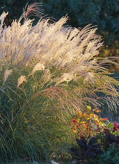 Iarbă japoneză Gracillimus