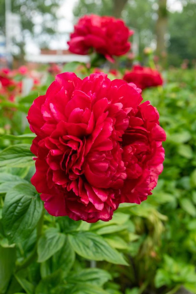 Bujor Paeonia Henry Bockstoce