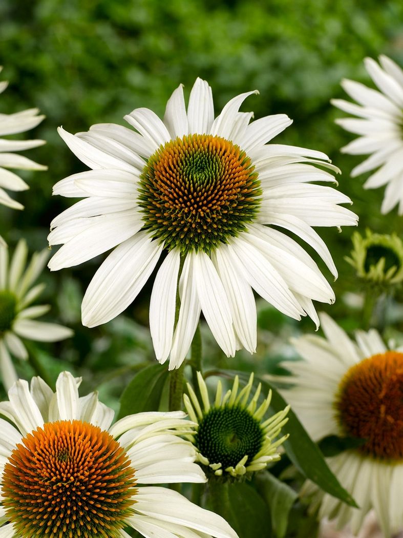 Echinacea Meditation White