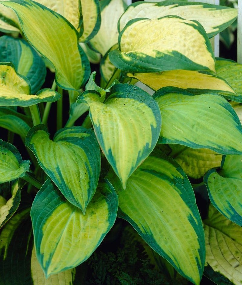 Hosta Paul Glory - imagine 2