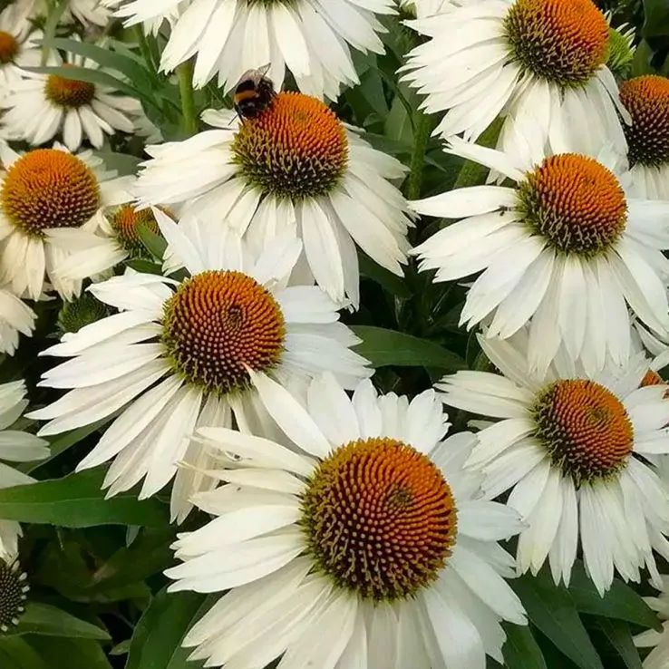 Echinacea Meditation White