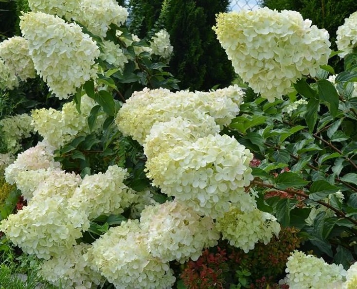 Hortensia Polar Bear