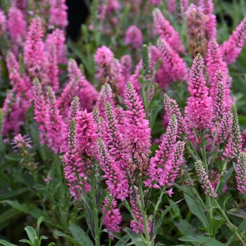 Veronica Bubblegum Candles