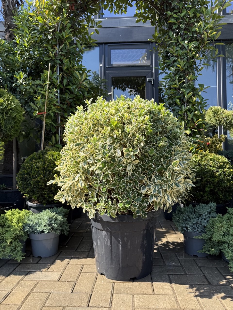 Euonymus Bravo glob