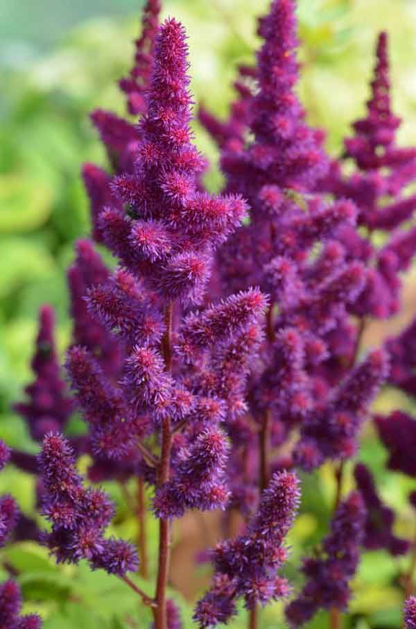 Astilbe Purple Rain