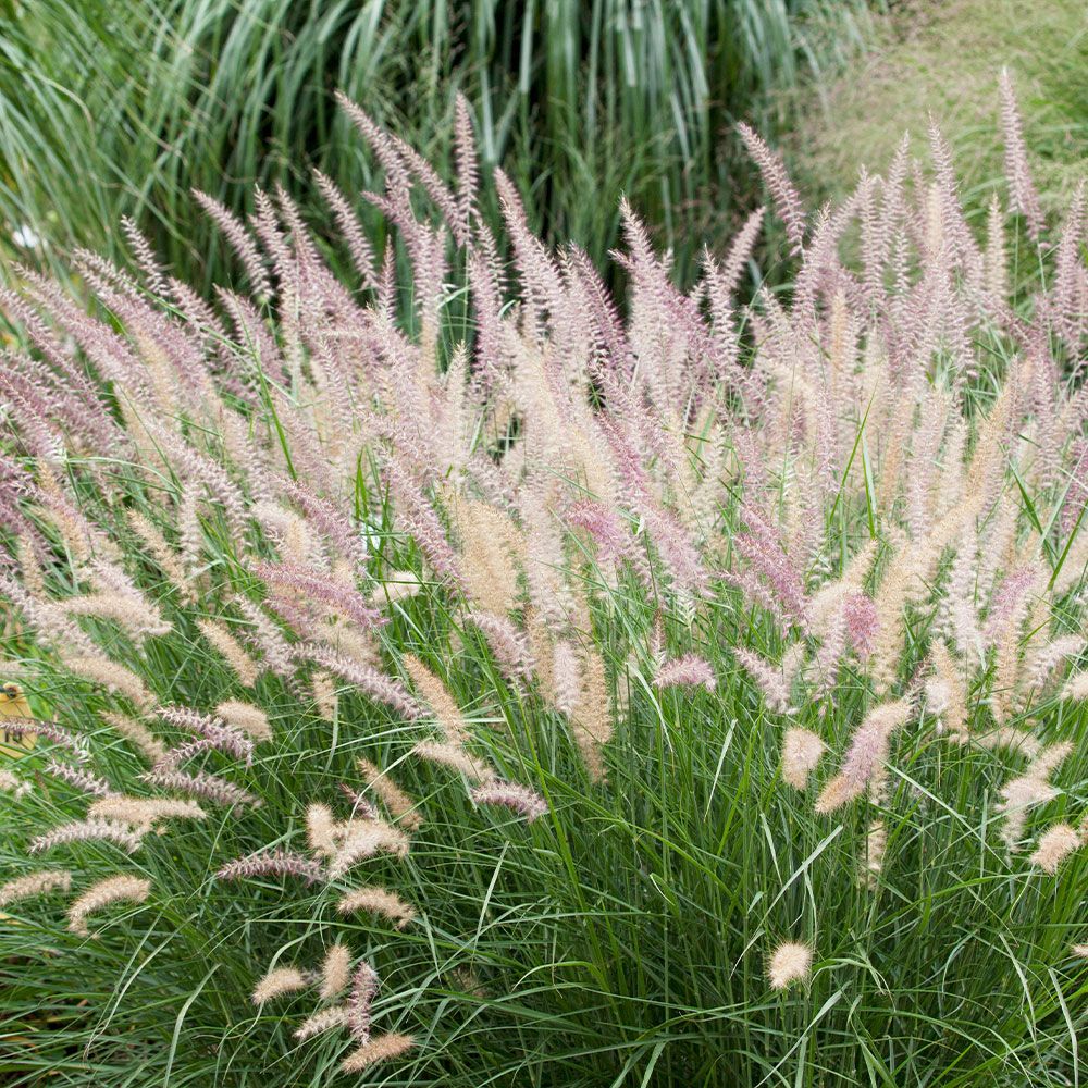 Pennisetum Little Bunny