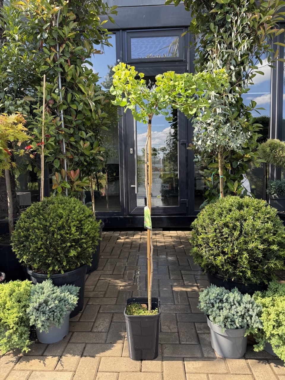 Ginkgo biloba globular