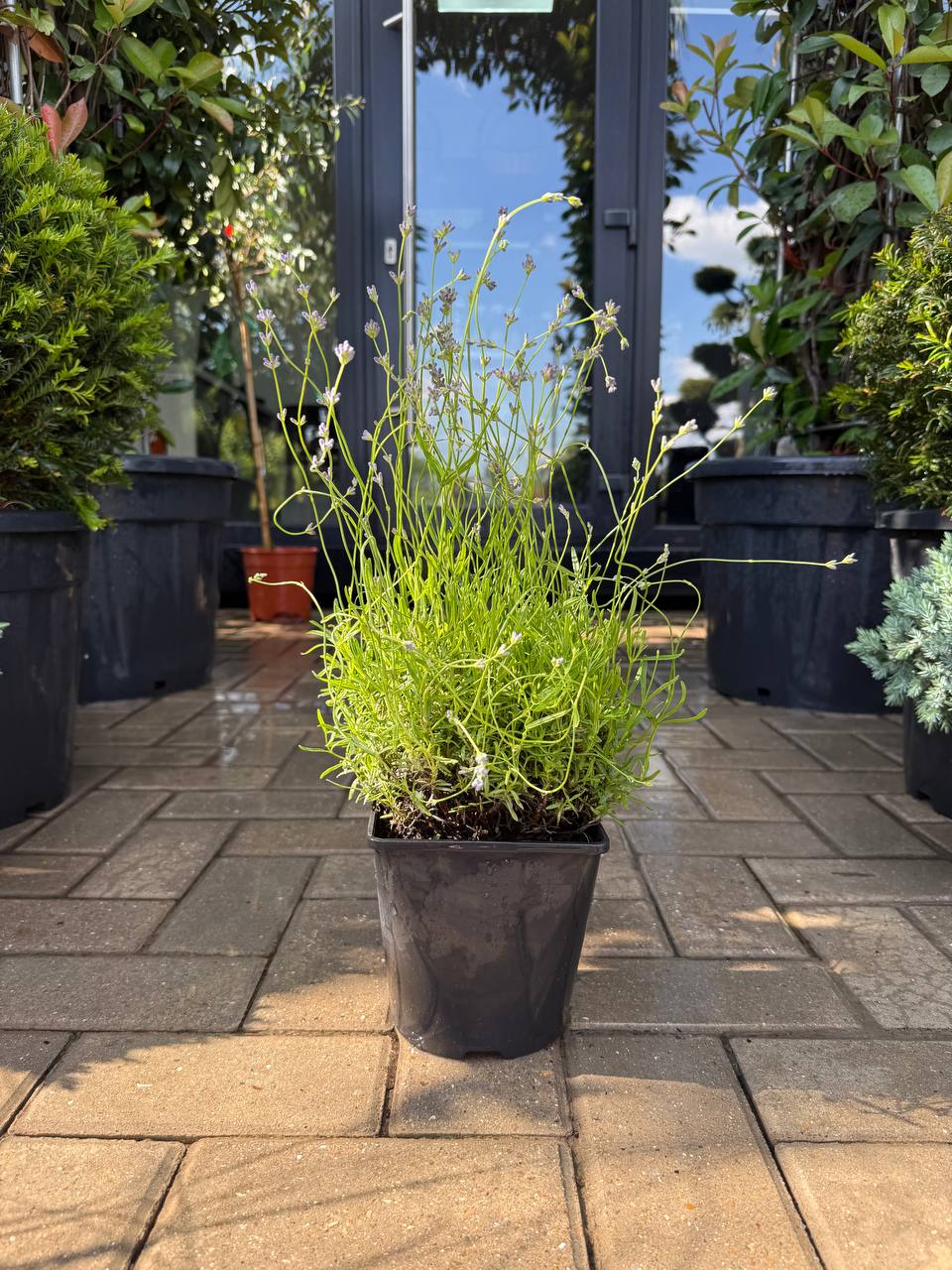 Lavanda Dark Hidcote Blue