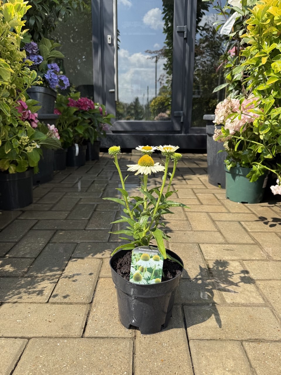Echinacea Meditation White