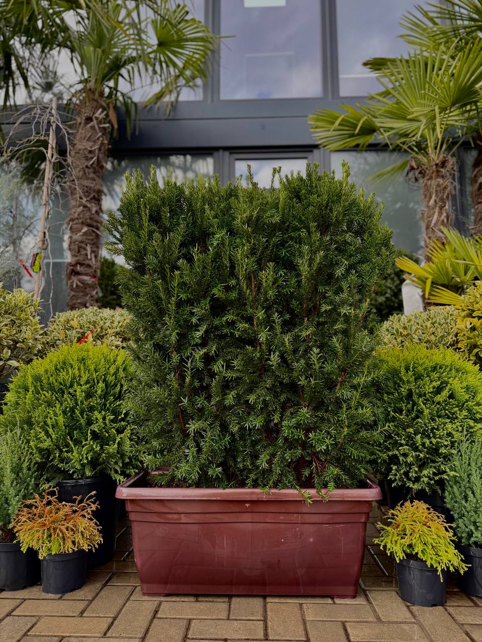 Taxus Media Hilii caseta