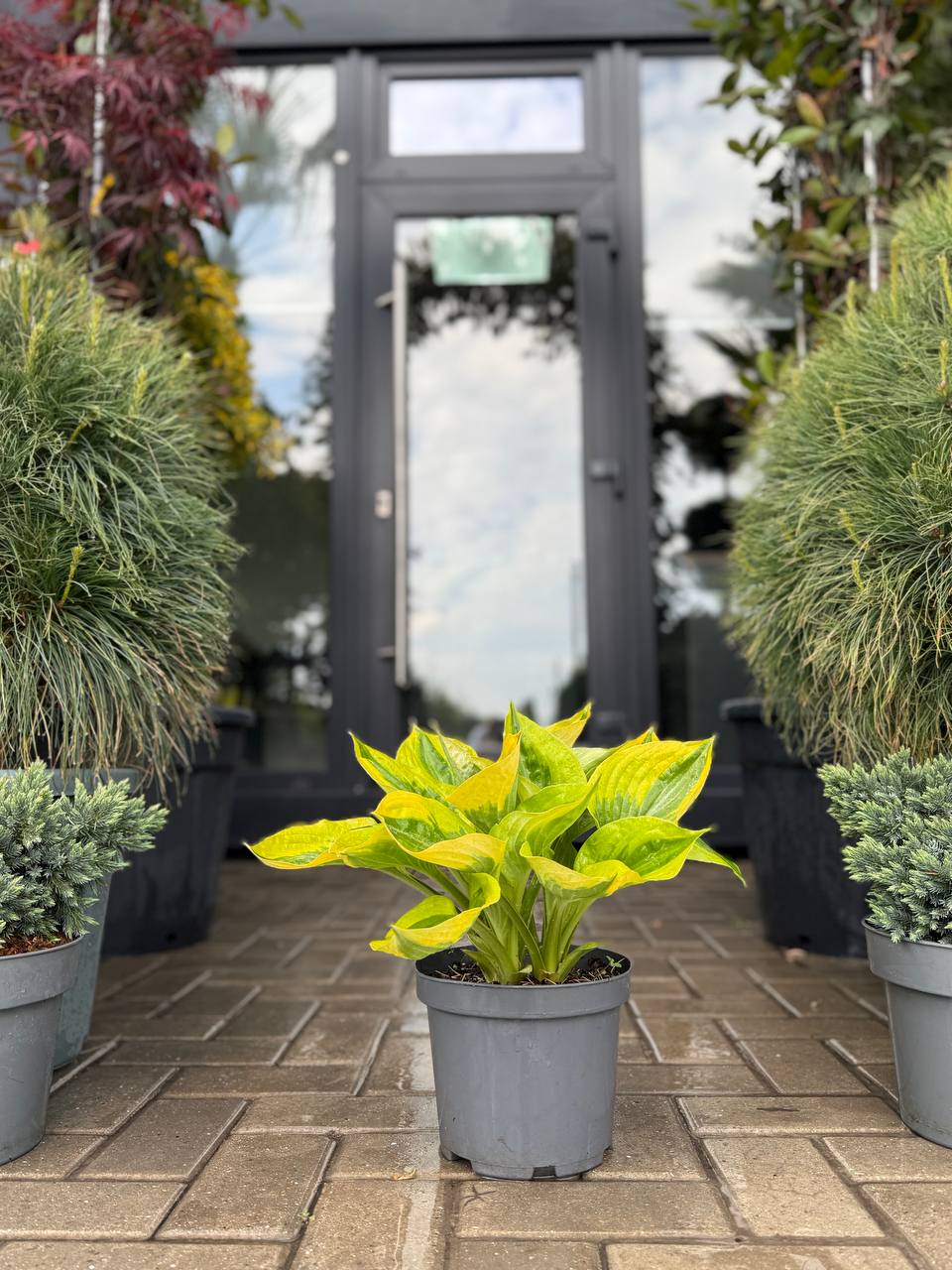 Hosta Glad Rags