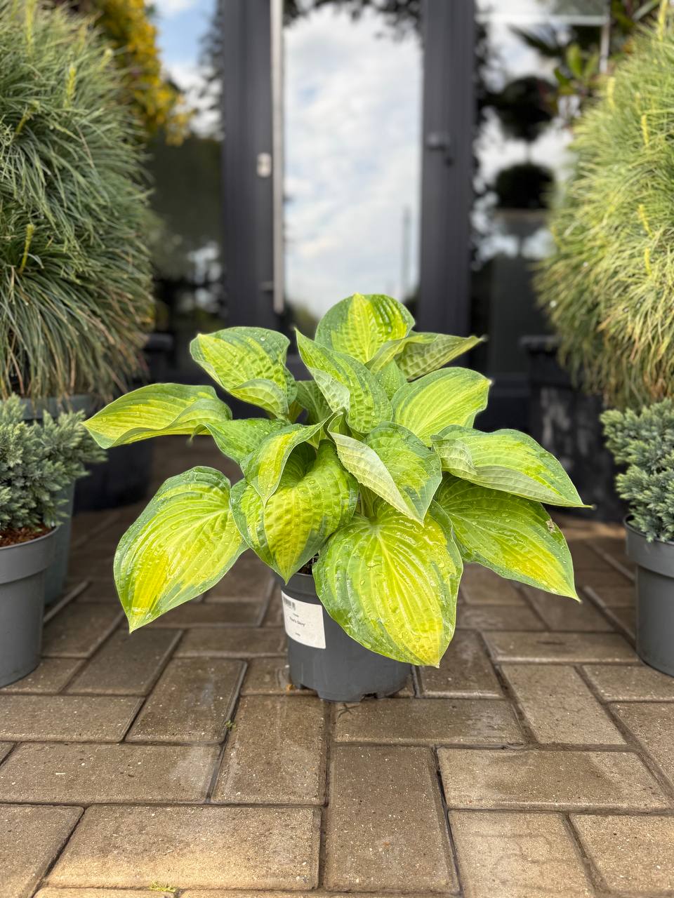 Hosta Paul Glory