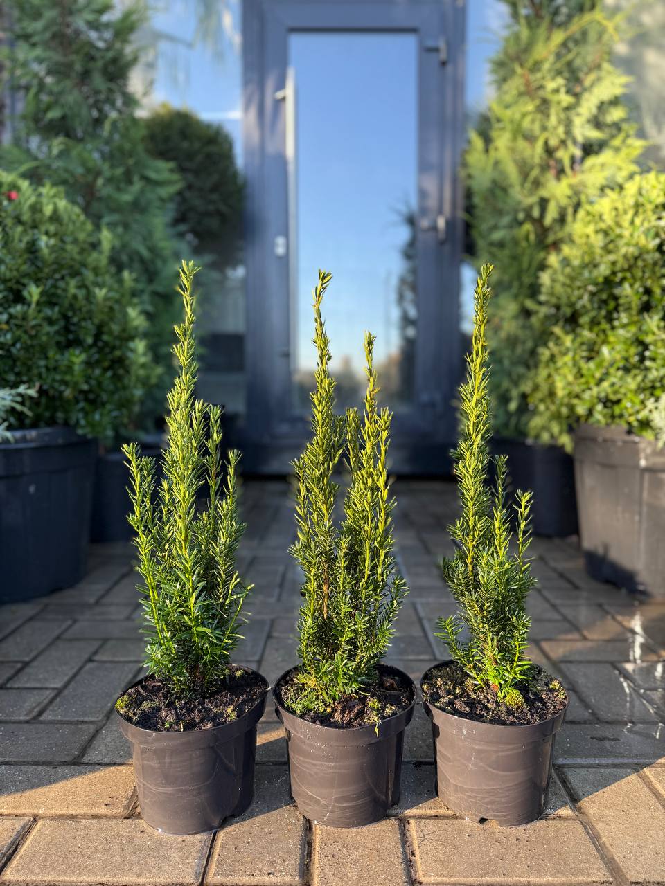 Taxus Fastigiata Robusta