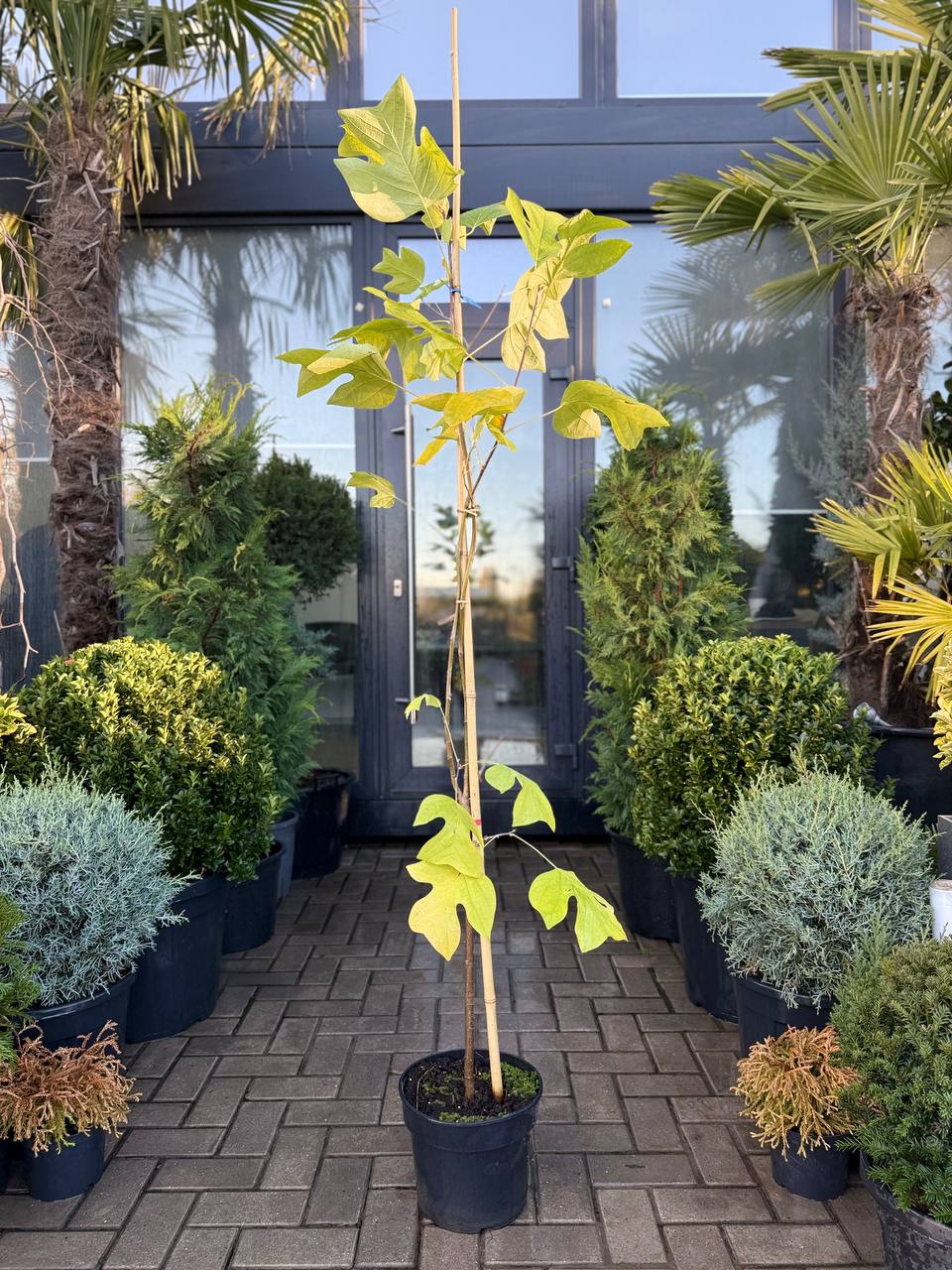 Arborele Lalea - imagine 2