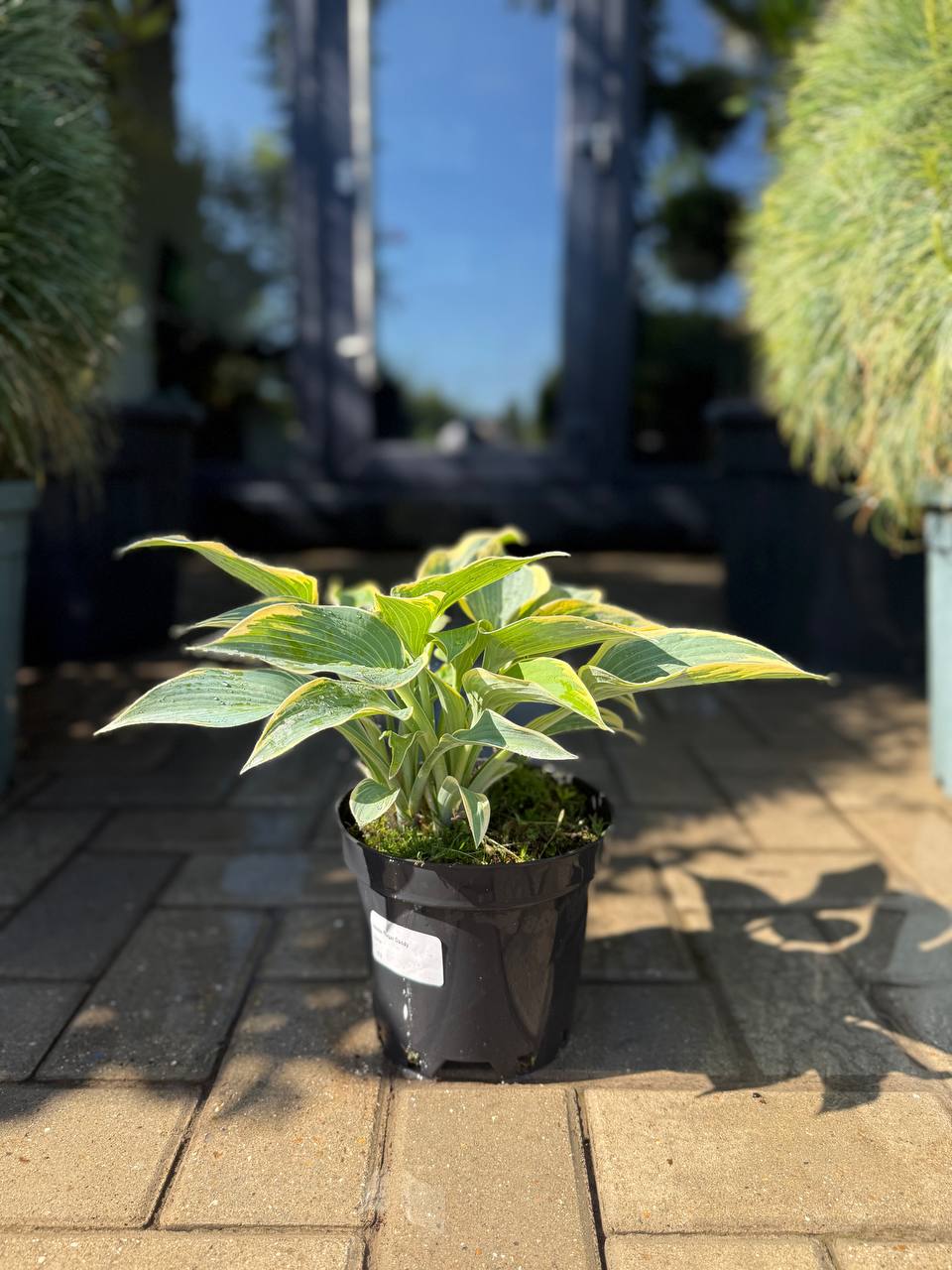 Hosta Sugar Daddy
