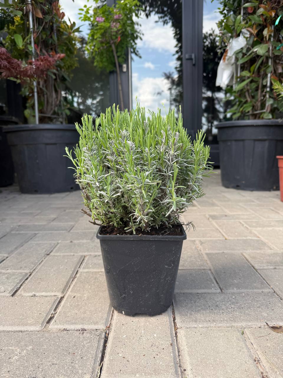 Lavanda Dark Hidcote Blue