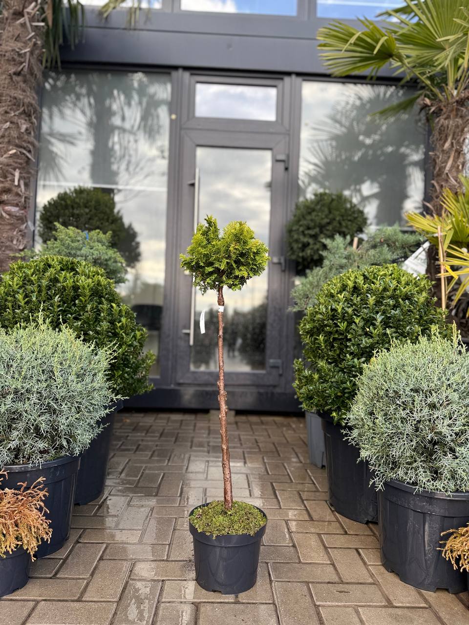 Chiparos Gracilis Nana pe picior