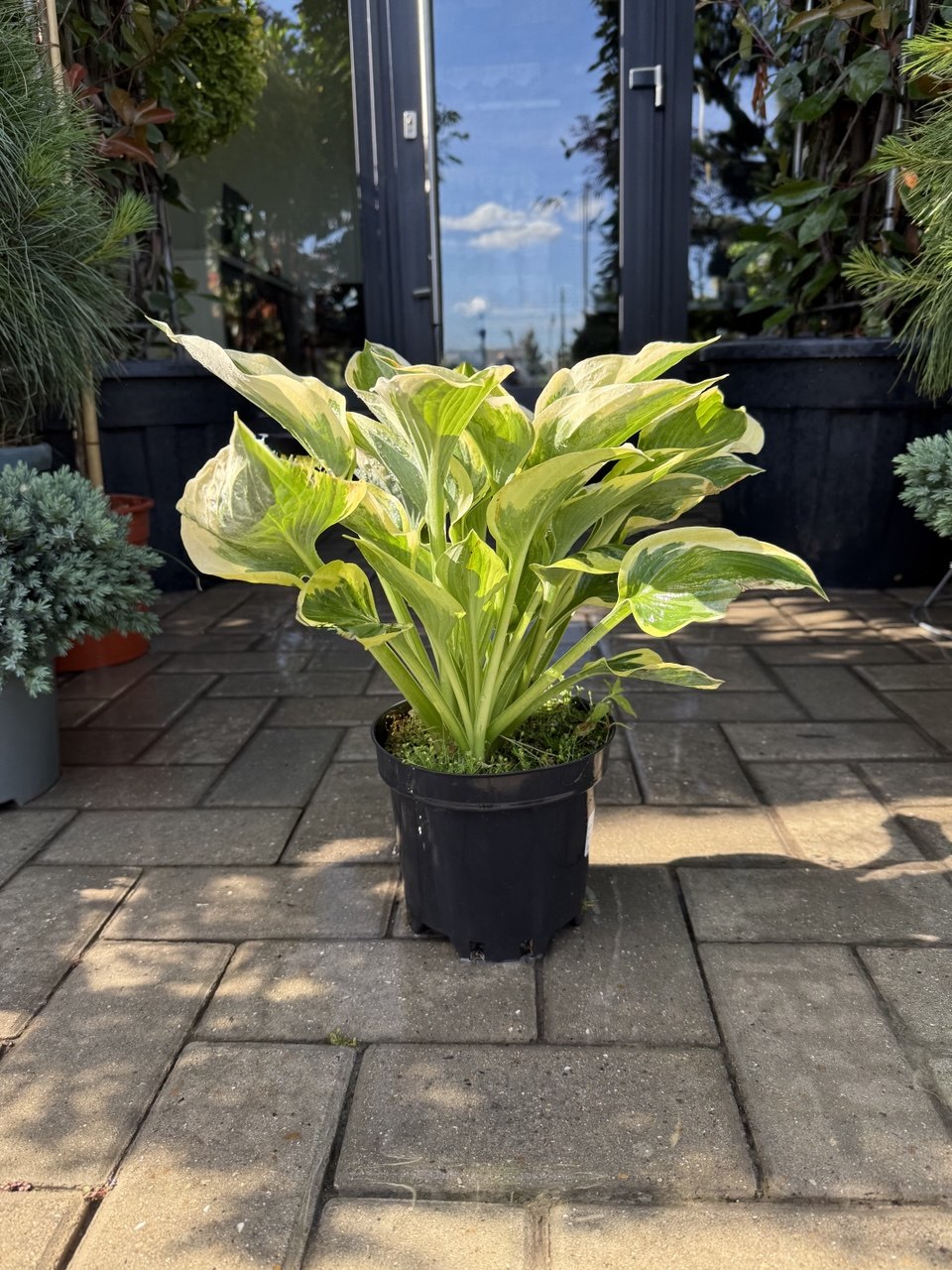 Hosta Anne
