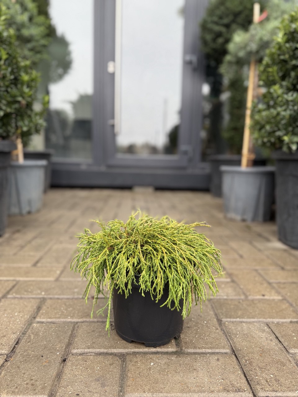 Chiparos Filifera Nana