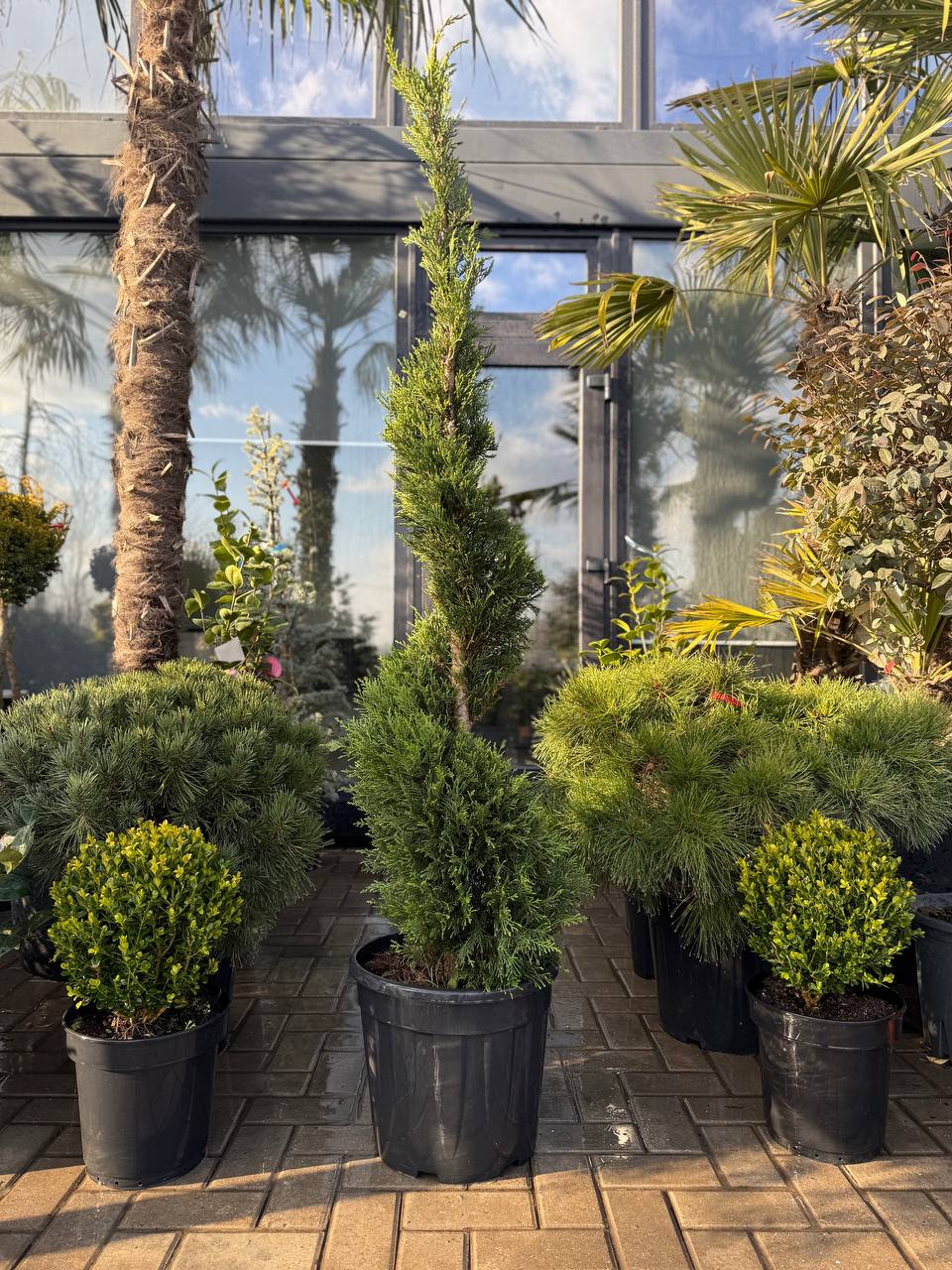 Leylandii Gold Rider Spirală