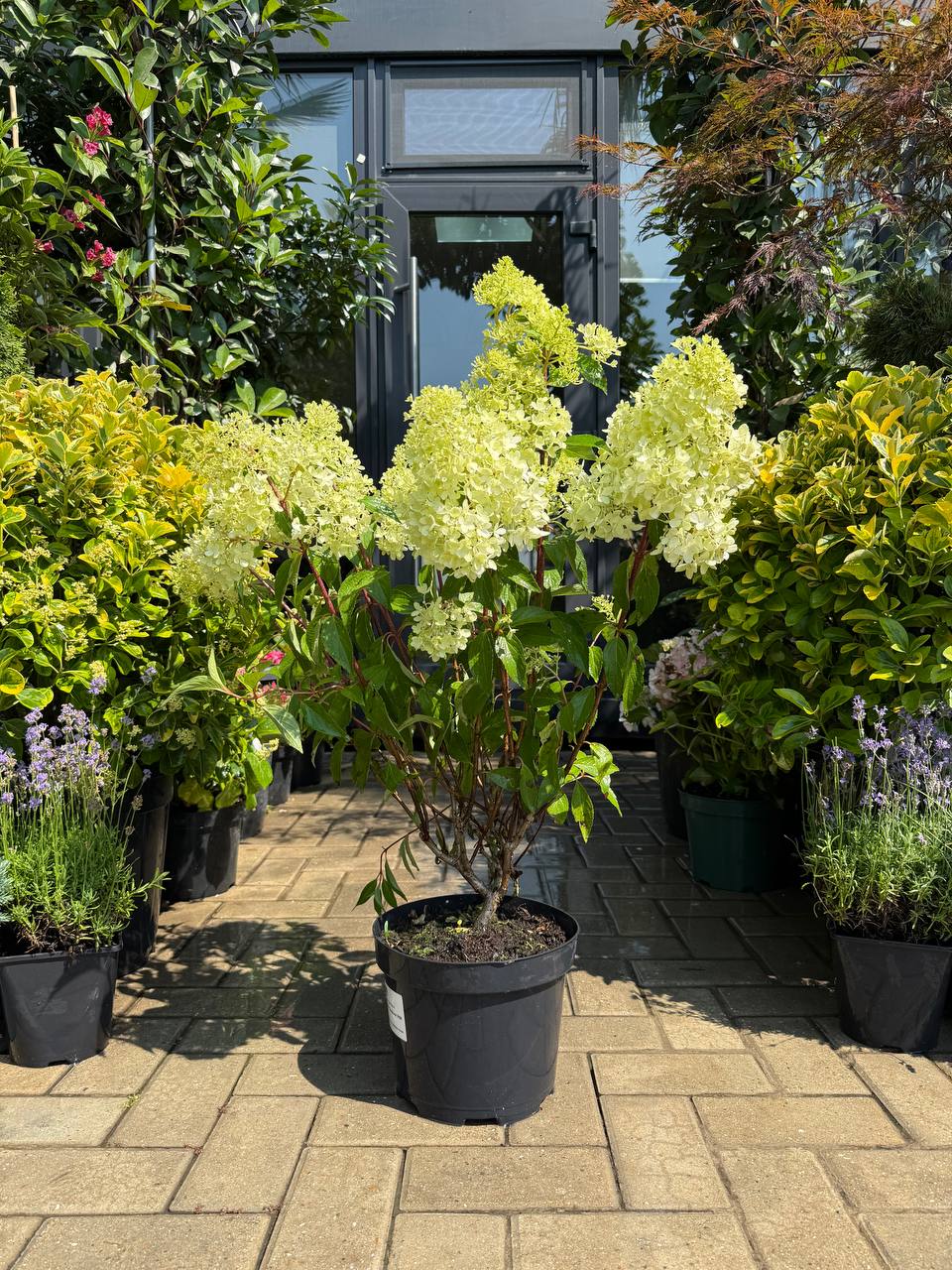 Hortensia Petite Flori Coussine