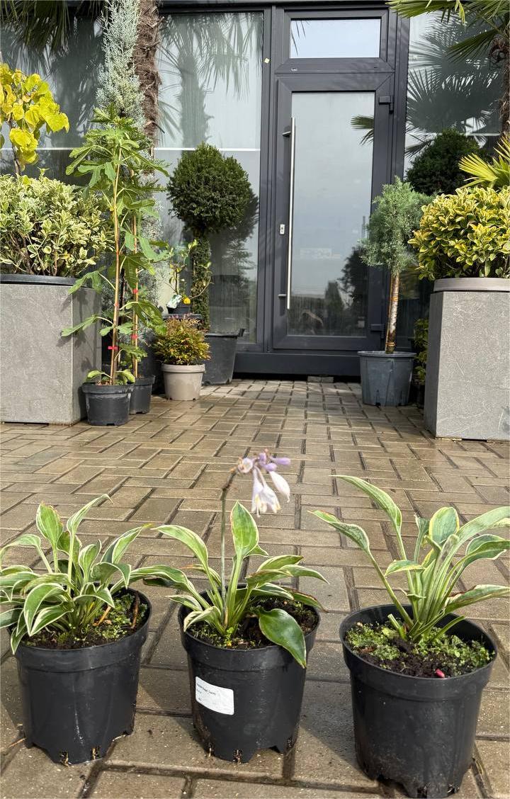 Hosta Sugar Daddy - imagine 3