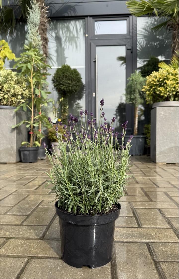 Lavanda Dark Hidcote Blue - imagine 3