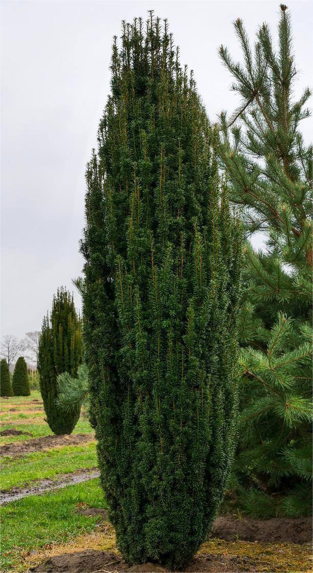 Taxus Fastigiata Robusta