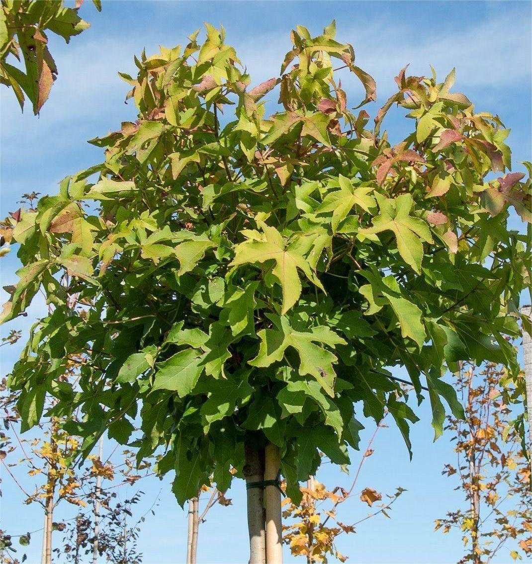 Liquidambar globular Gum Ball