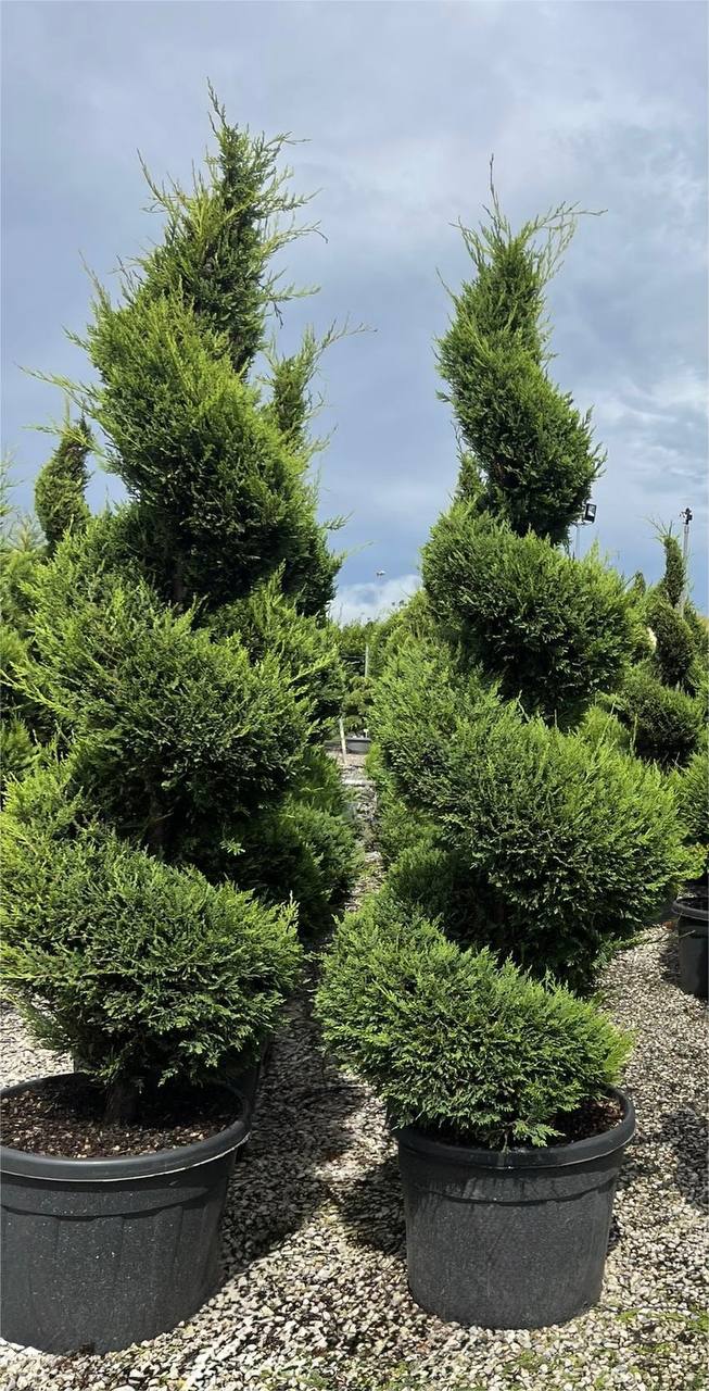Leylandii Gold Rider Spirală