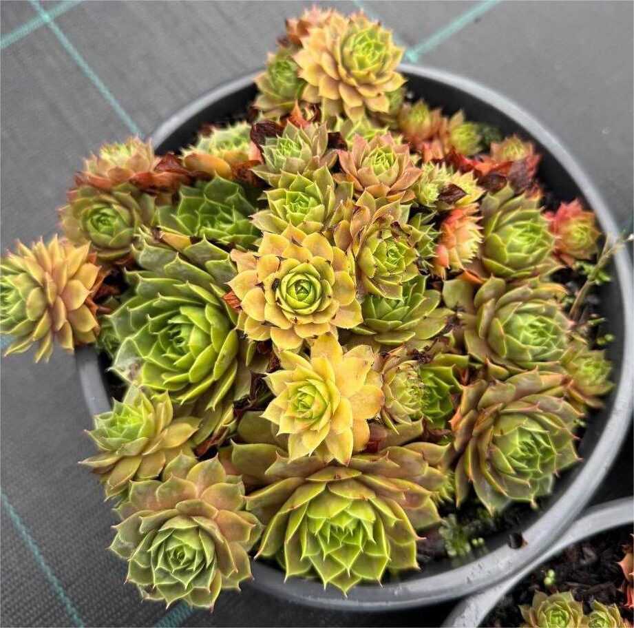 Trandafir de piatră Andromenda - imagine 3