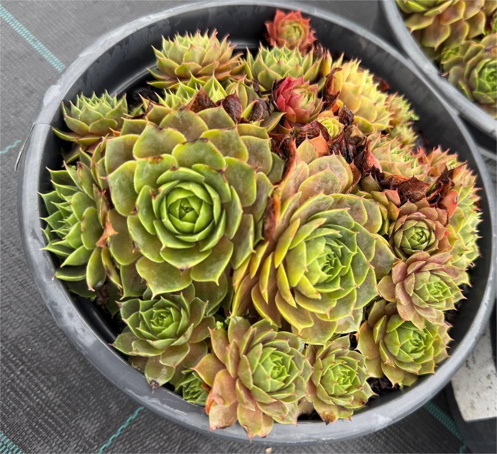 Trandafir de piatră Andromenda