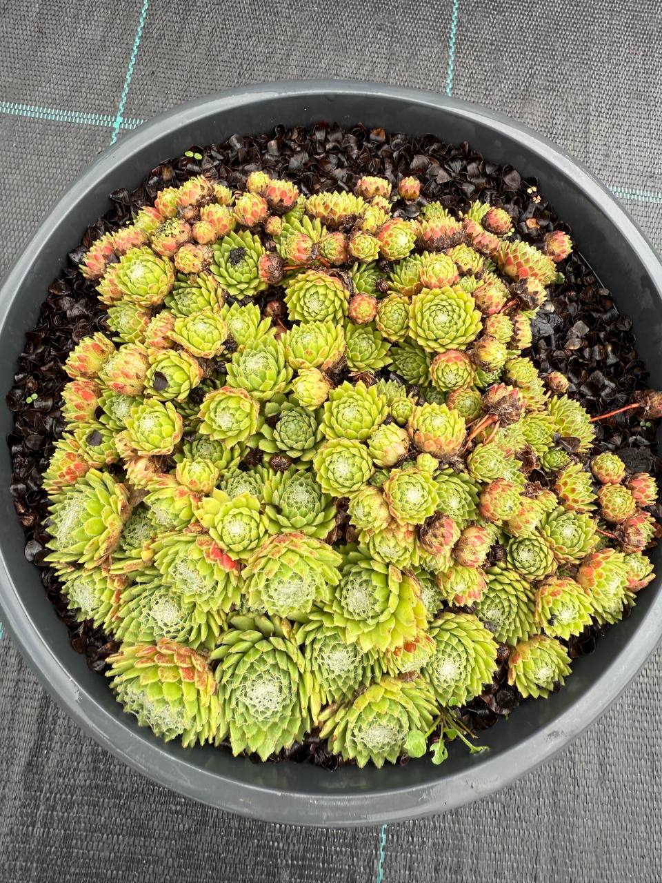 Trandafir de piatră Jubilee - imagine 3