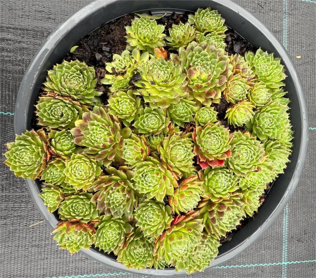 Trandafir de piatră Red Papever - imagine 3