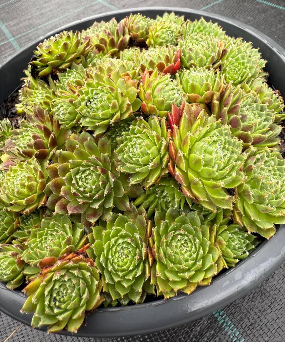 Trandafir de piatră Red Papever